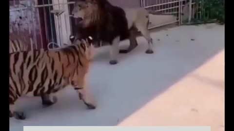 Tiger vs Lion. Amazing Animal Fight. #Bigcats