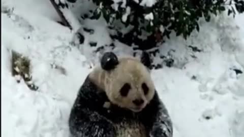 Pandas are not afraid of cold