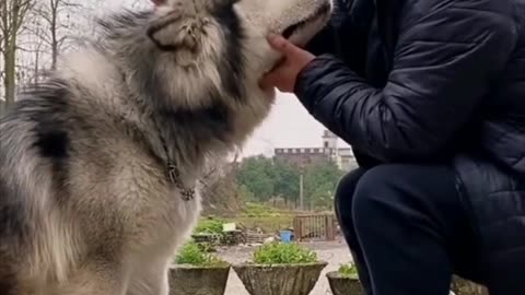 This Singaporean Dog Trainer Knows How to Handle Business