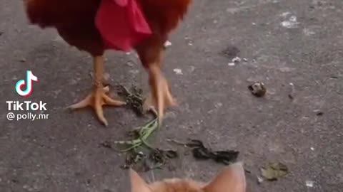 🐔 - 🐔 - Chickens Can Become Pets Funny And Cute Chicken Videos