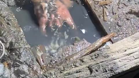 HUGE CRAB IN CAUGHT IN THE MUD