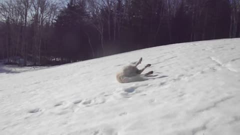 Guard dog takes a break to go sledding!