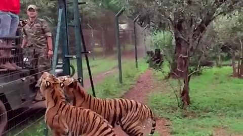 Tiger jumps to catch meat, filmed in slow-motion