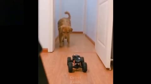 dog runs away from a remote controlled car