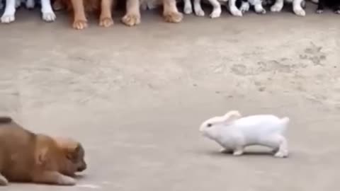 dog and rabbit #shortvideo