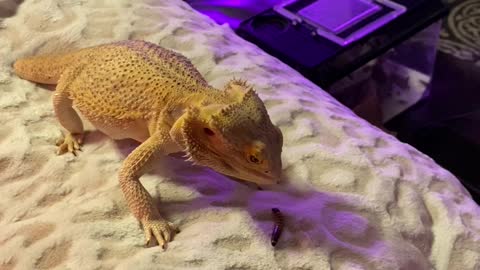 Bearded Dragon Struggles to Catch His Dinner