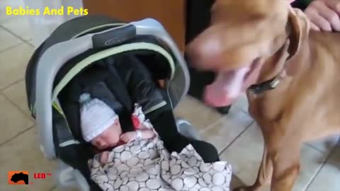 Funny Baby And Vassal Dogs Playing Together Cute Baby Video