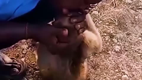 Indian Man Give Breath to Unconscious Monkey 🐒