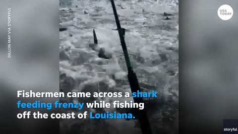 Jaws on steroids! Louisiana fishermen stumble on shark feeding frenzy.