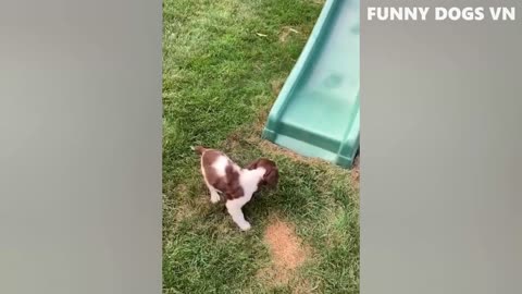 Funny Dog video