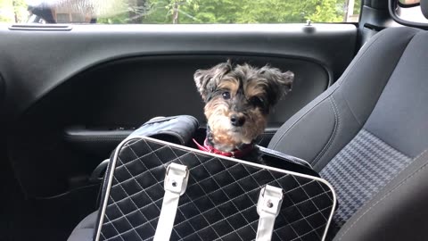 Yorkipoo Smuggled In Comfy Black Bag