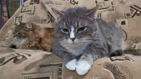 Pet Cats Resting On The Living Room Sofa