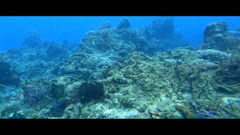 Cozumel Diving Part 3