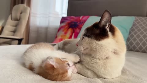 Dad Cat Ignores Tiny Kitten [Try not to Laugh]