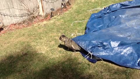 Cat Goes Exploring Underneath A Big Blue Tarp