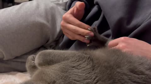 Comfortable Kitty Enjoys Paw Massage