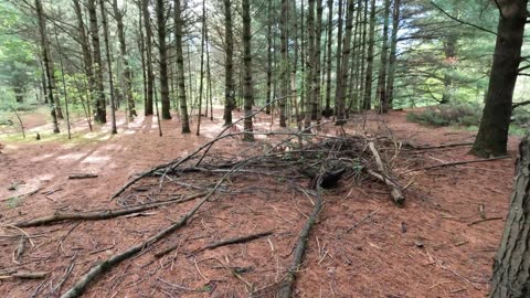 🌲#Hiking The Trails Of Bruce Pit Inner Loop Forest In Ottawa's West End🌳