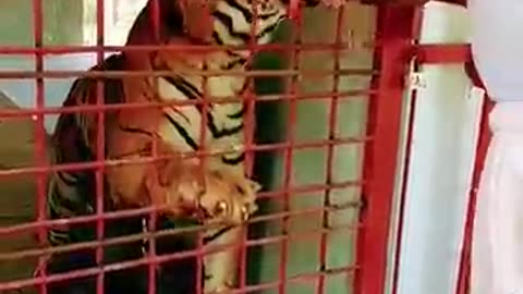 Bengal tiger ka gussa ...