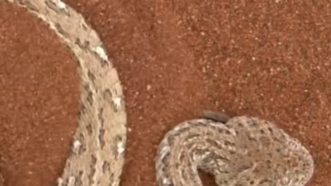 Sidewinder sneak attack 🐍 Smithsonian Channel #WorldSnakeDay