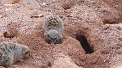 Amazing Facts About Mongoose (2022) | Pets and Us