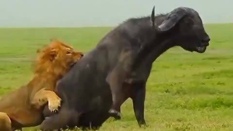 Male african lion grooms himself quietly #shorts #animal