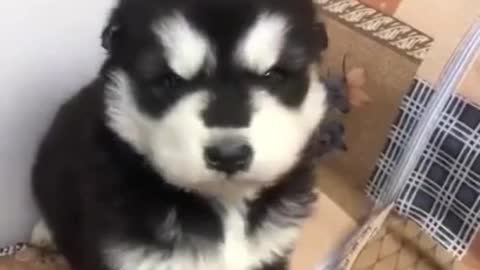 Cute Husky Puppy Howling #shorts #viral #tiktok