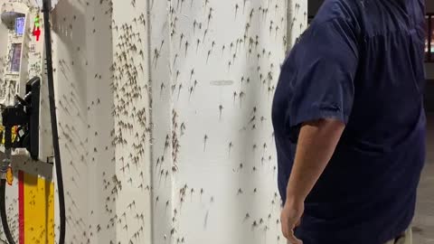 Gathering Mayflies to Feed Chickens