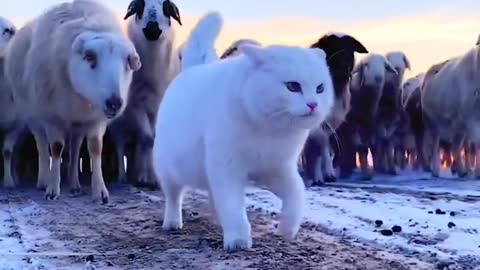 How a cat lead sheep's group with our attitude