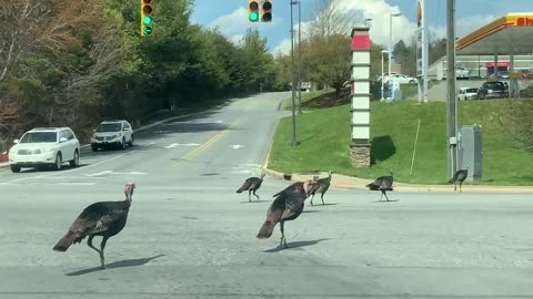 NW NC High Country ✝️ God’s country 🦃 Wild Turkey’s in Weaverville North Carolina