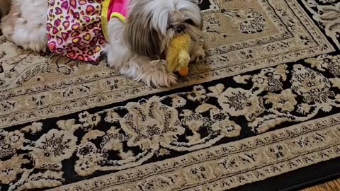 Rosie Models Her Leopard Dress (Featuring Rosie The Shihtzu)