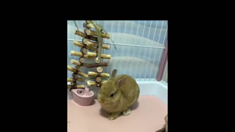 Little grumpy rabbit 🐰😔 not in a good mood 🤒,cute animals,pet video, viral