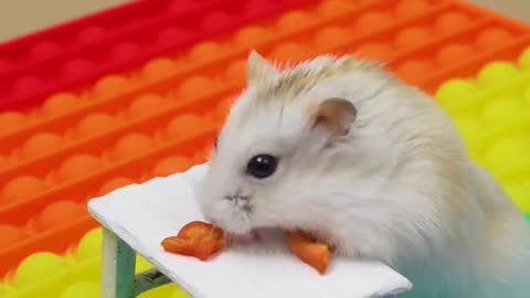 Maze Escape Hamster