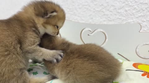 Kitten proves his strength by attacking and biting his sister