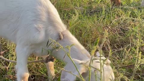 delicious food for little baby white goat