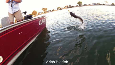 Fishing for Catfish and Bass on the Troll at Ascarate Lake, TX- Spoonplugging!