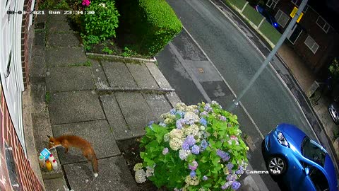 Fox Steals Dairy Delivery