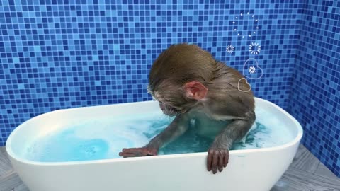 Baby monkey in a bathtub.