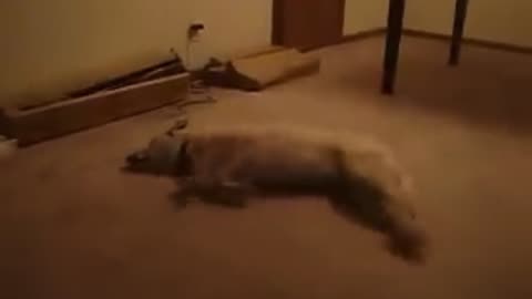 Sleep Walking Dog