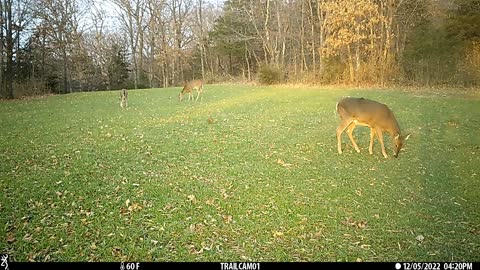 Deer, coyote, fox, squirrel, coon, and rabbit.