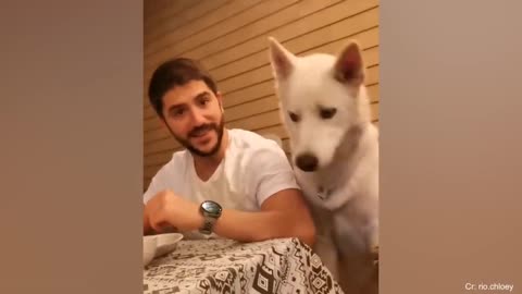 Mira que listo a perro como puede