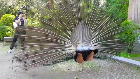 Beautiful Peacock