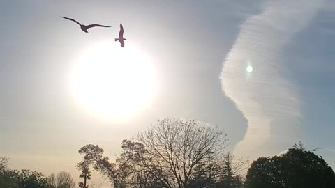 Unique Morning Sky With Birds