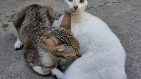 Cat still breast feeding