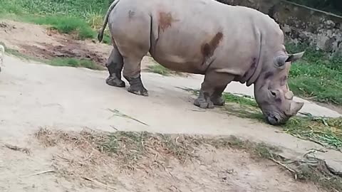 Rhinoceros