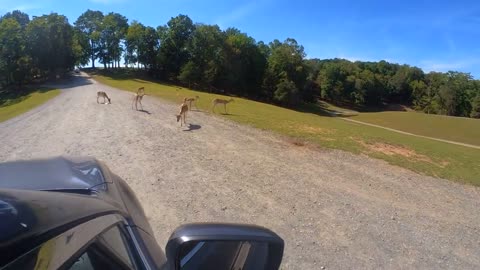 Bison took al snack from our car in VA safari