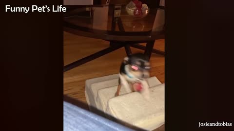 Chihuahua Is A Savage - Funny Chihuahua Videos | Funny Animal Reactions