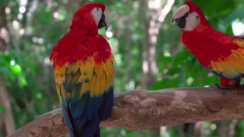 very cute parrot animal, beautiful animal, funny animal