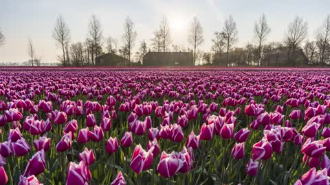 Tulip Timelapse Netherlands 2019 - 4K