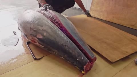 Amazing skill！500 Pound Giant bluefin tuna cutting Master, Luxurious sashimi_驚人的技巧！巨大黑鮪魚切割大師, 鮪魚金三角