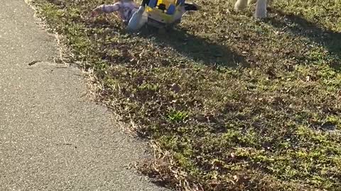 Dog Pulls Girl's Cart Until She Falls Face First